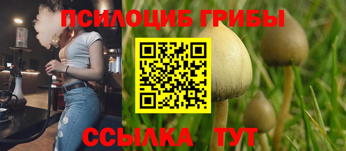 Галлюциногенные грибы Psilocybine cubensis Лесосибирск